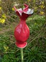 Blüte 12