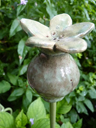 Blüte 91
