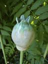 Granatapfel 6