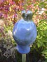 Knospe 2